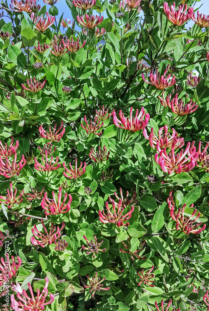 Fototapeta premium Das Wald-Geißblatt (Lonicera periclymenum)