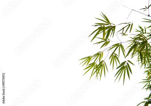 Green bamboo with white background