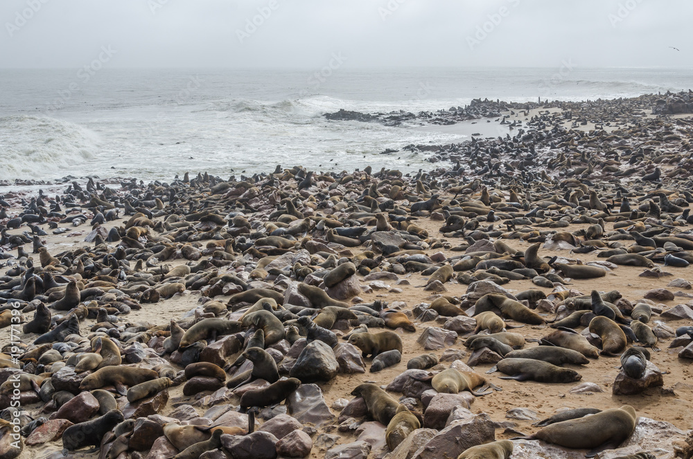 Lion seals colony on Atlantic ocean coast