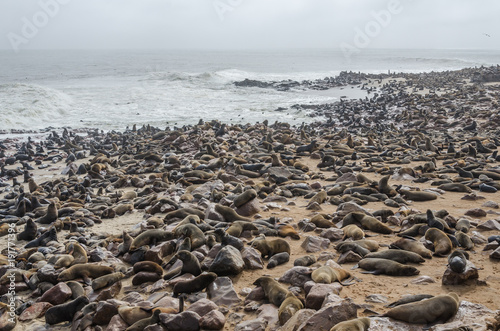 Lion seals colony on Atlantic ocean coast
