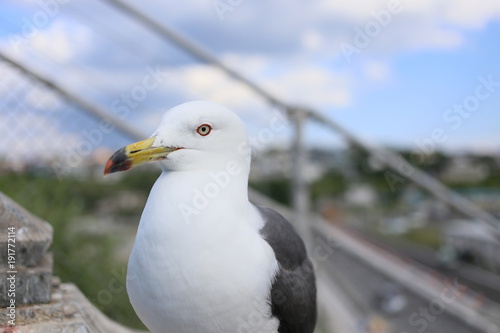 蕪島のウミネコ photo