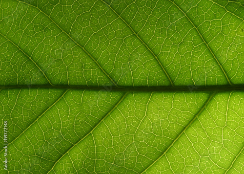 Semi abstract leaf on slate pattern