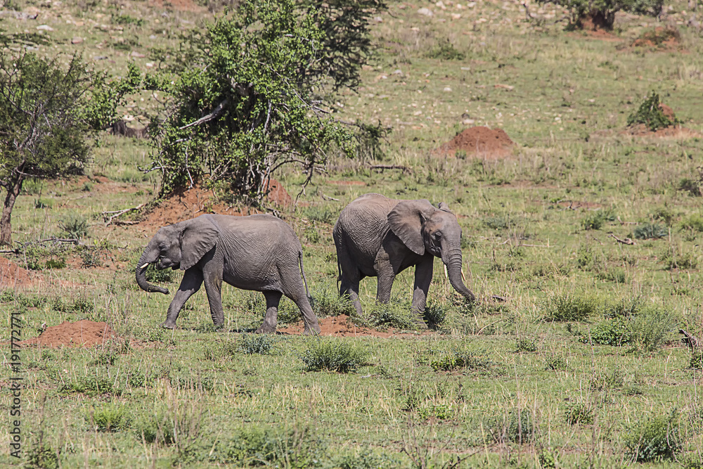 2 Elephants Serengeti Park 9388 2 Elephants Serengeti Park 9388