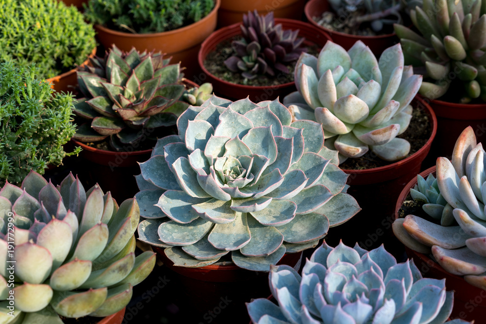 Image of the variety of the beautiful succulents plant in botanic garden. Image of the variety of the beautiful succulents plant in botanic garden.
