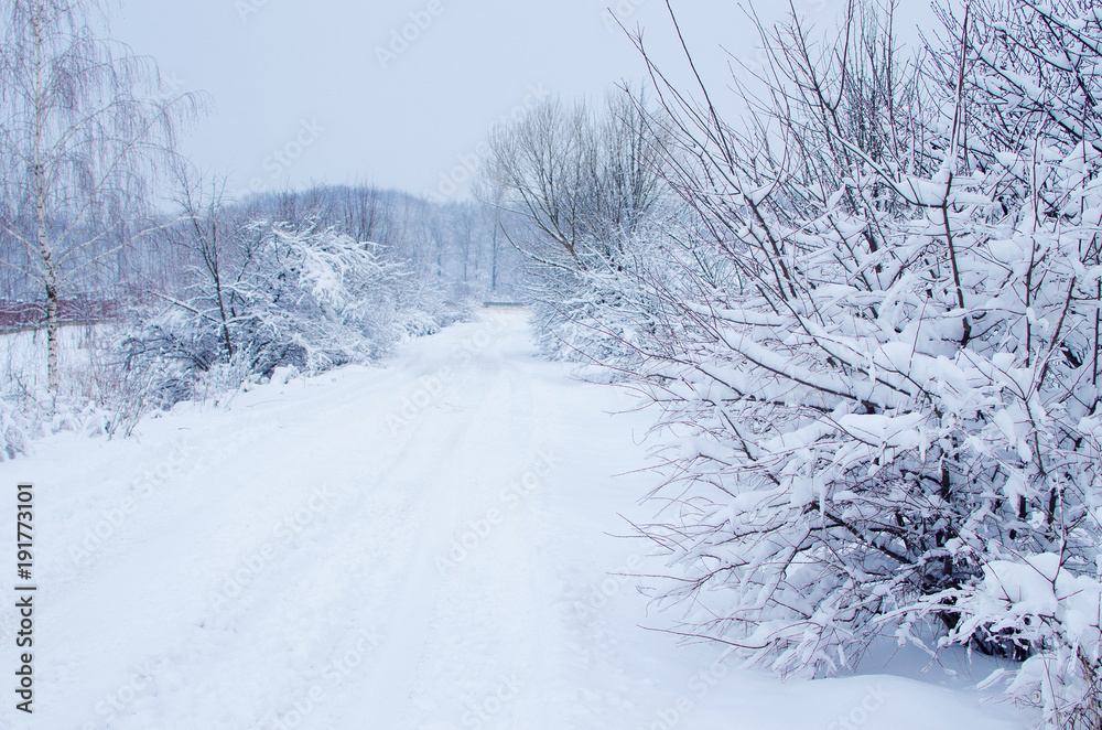 Obraz premium Landscape of winter nature with trees