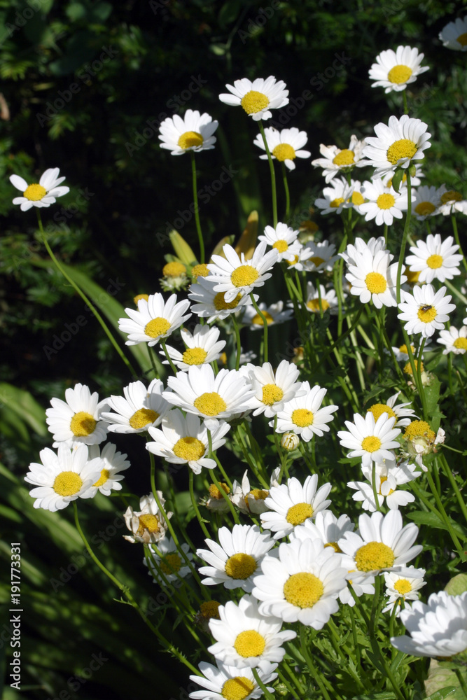 Fototapeta premium Daisy, margarite, clump, white and yellow orange