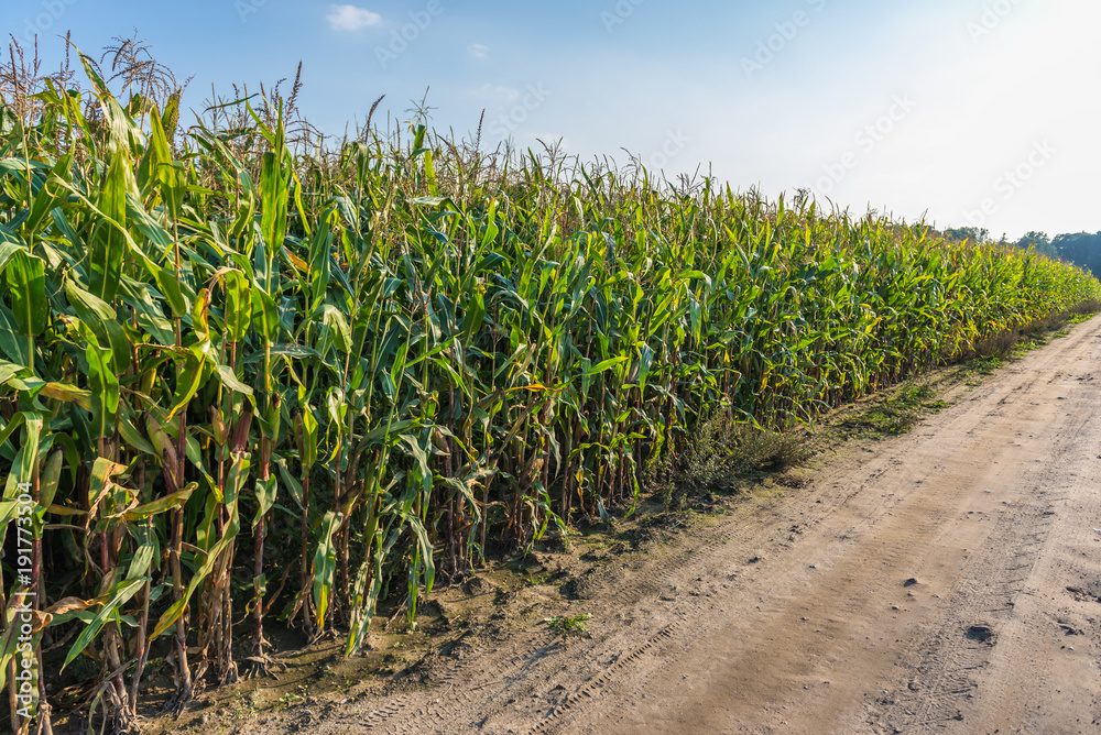 Naklejka premium Corn field in Chojnice County in Pomorskie Region, Poland