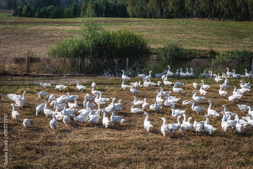 Domestic geese on a meadow in Cassubia region of Poland Fototapet