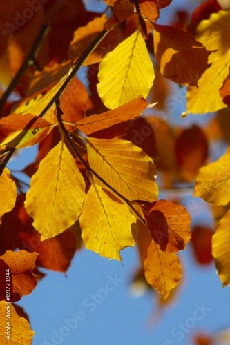 Autumn leaves against a blue sky