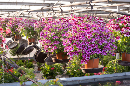 Fototapeta Naklejka Na Ścianę i Meble -  Geranium in greenhouse. Pentamer flowers, with five reddish brown spots, hermaphrodites, often gathered in inflorescences. The seeds are pendulous with a curved embryo. They are equipped with caulas