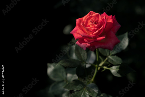 Red rose  Red roses bouquet with free space for text  Red Roses on a bush in a garden  Valentine day concept
