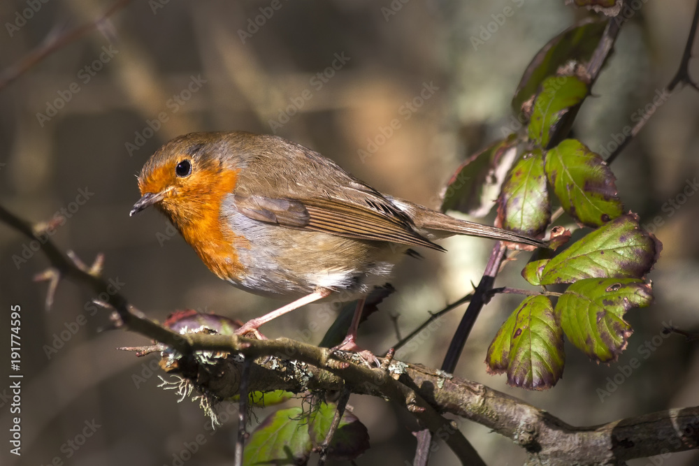 Robin redbreast ( Erithacus rubecula) on a branch of a winter woodland tree Robin redbreast ( Erithacus rubecula) on a branch of a winter woodland tree