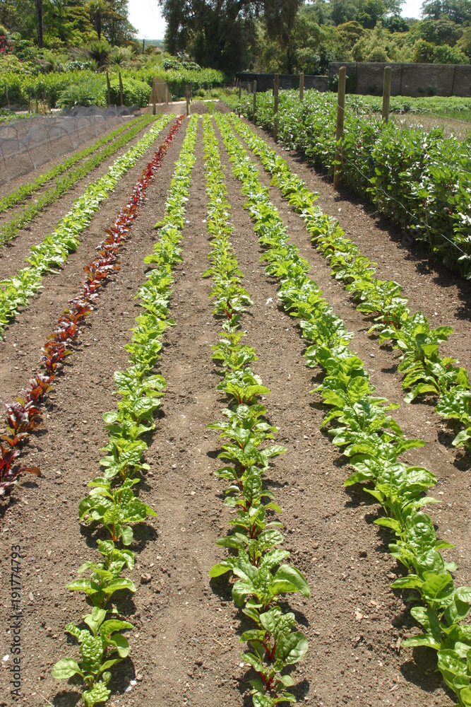 Vegetable seedlings in rows Vegetable seedlings in rows
