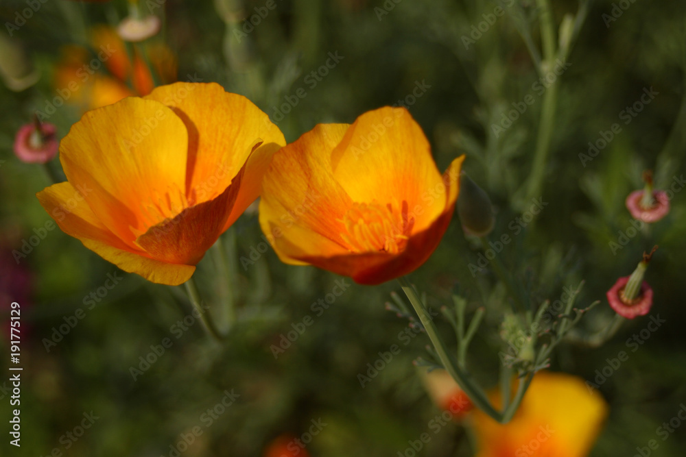 California poppy, orange California poppy, orange