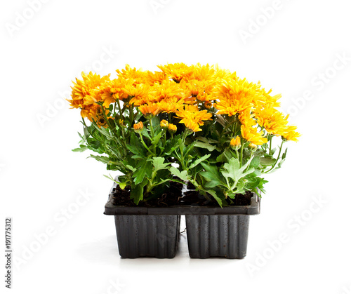 Fototapeta Naklejka Na Ścianę i Meble -  Colorful  Chrysanthemum flowers in small pots isolated on white