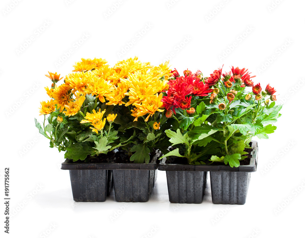 Colorful  Chrysanthemum flowers in small pots isolated on white