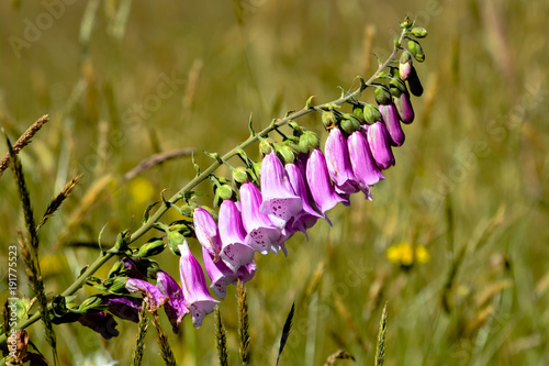 Purple Wildflowers in Washington State Meadow