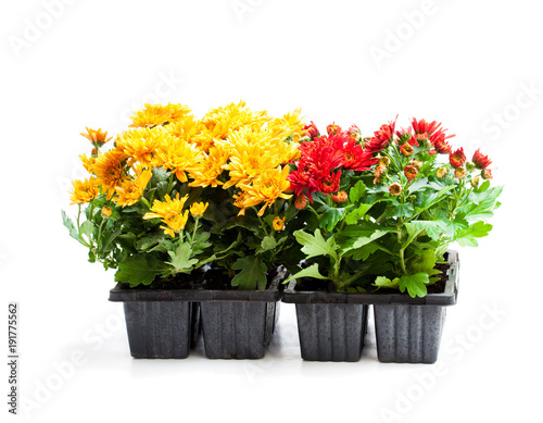 Fototapeta Naklejka Na Ścianę i Meble -  Colorful  Chrysanthemum flowers in small pots isolated on white