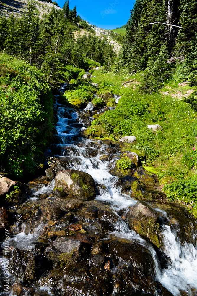 Babbling Stream in Mount Rainier National Park Babbling Stream in Mount Rainier National Park
