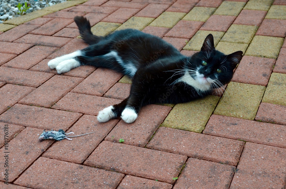 Black and white cat with a dead mouse