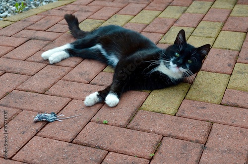 Black and white cat with a dead mouse photo