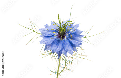 Fototapeta Naklejka Na Ścianę i Meble -  nigella flowers isolated