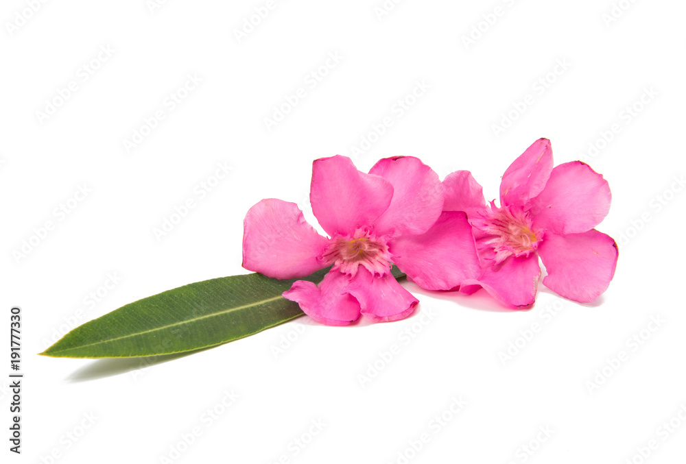 pink oleander flowers isolated pink oleander flowers isolated