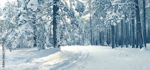 Fototapeta Naklejka Na Ścianę i Meble -  Winter Forest In Etna Park, Sicily