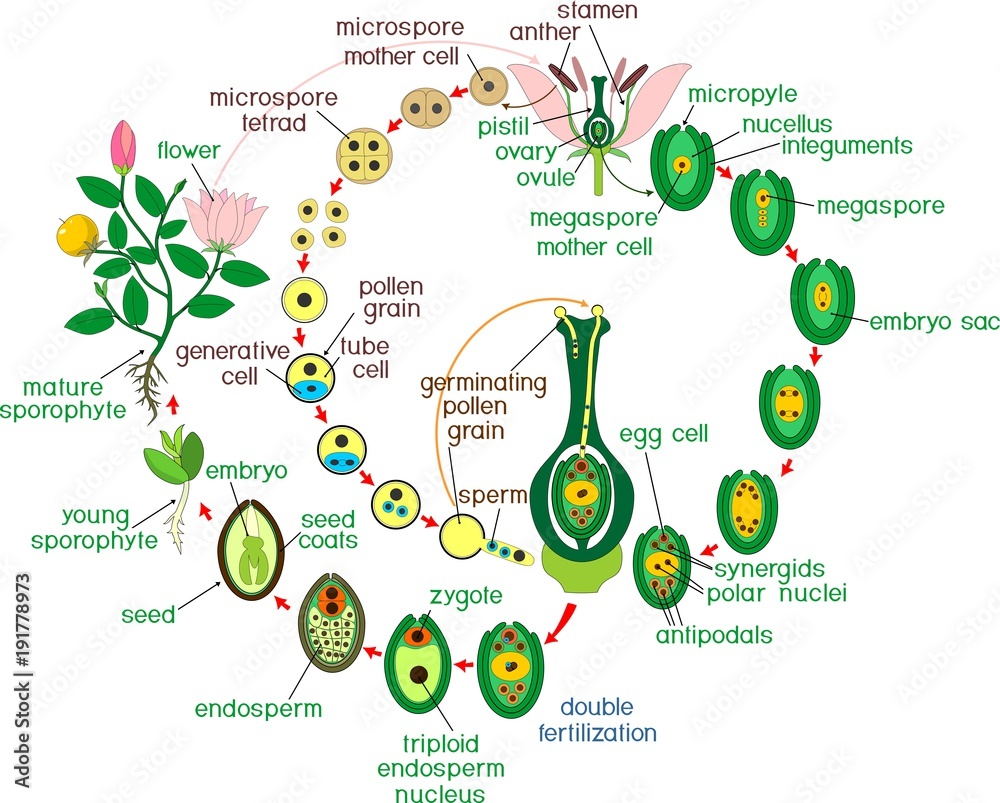 life cycle of a flowering plant