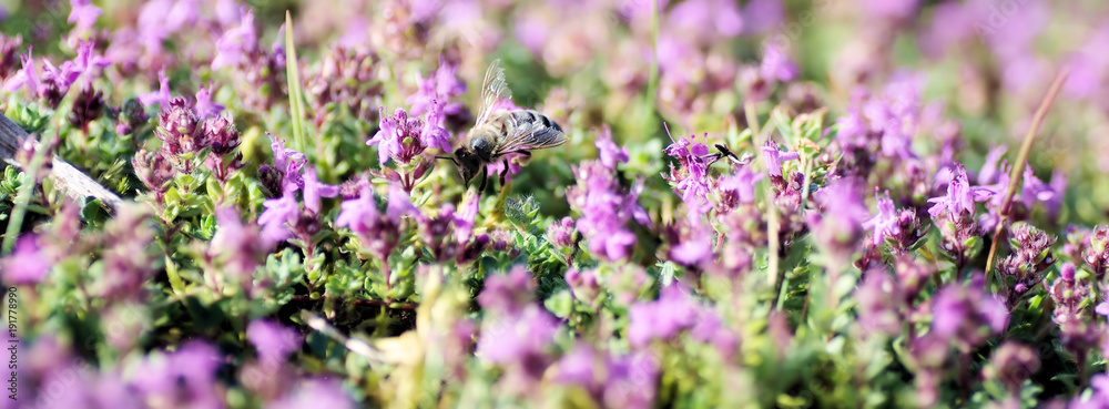 Biene sammelt Nektar an Blüten