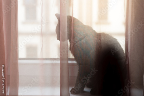 Black cat sitting on window behind a curtain, back view, silhouette