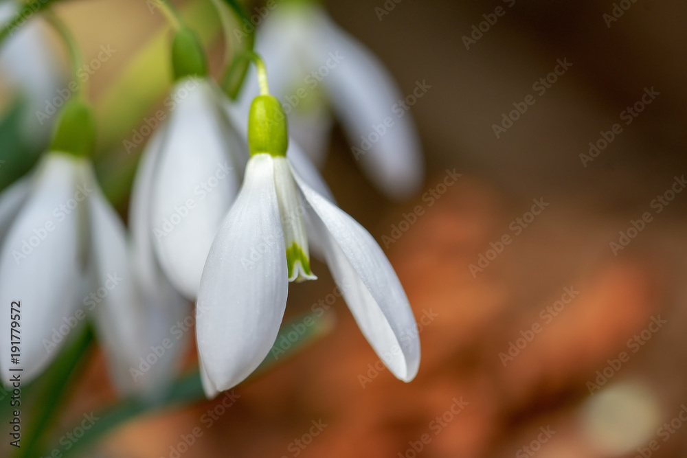 Snowdrop flowers blooming in winter Snowdrop flowers blooming in winter