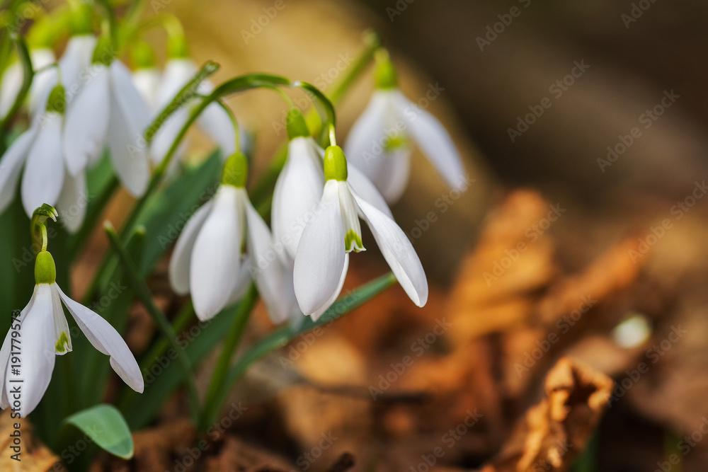 Snowdrop flowers blooming in winter Snowdrop flowers blooming in winter