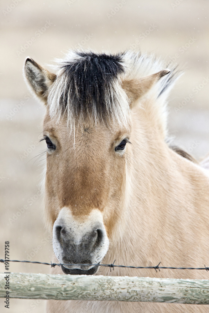 Horse Mare Close Up