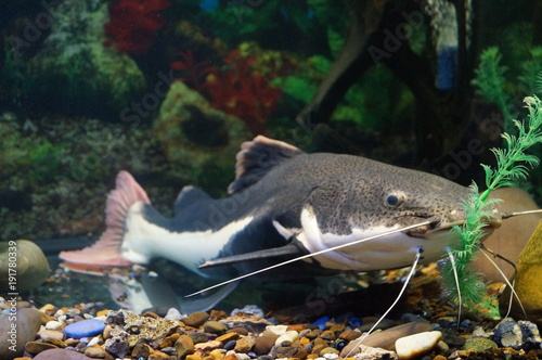 Gray and white catfish with black dots