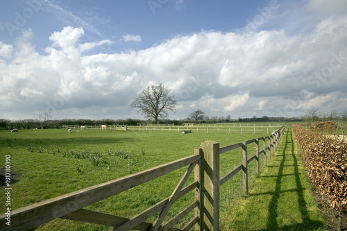 Post and rail fencing around a paddock with sheep photo