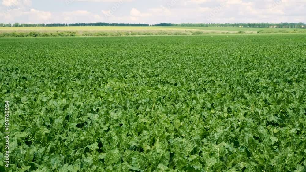 Vegetable growing. The field of ripening sugar beet. 4K Vegetable growing. The field of ripening sugar beet. 4K