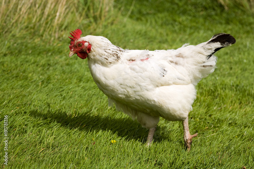 Free range chicken on grass © Chris Rose