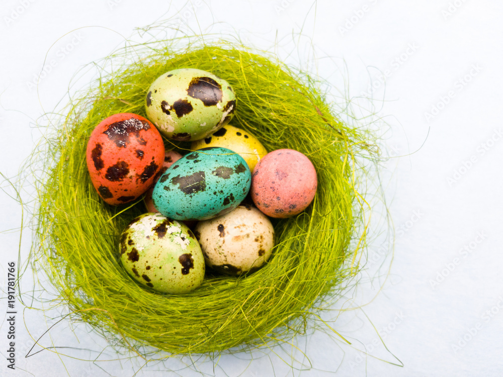 Obraz premium Quail easter color eggs in nest on pastel blue backgroun. Close up.