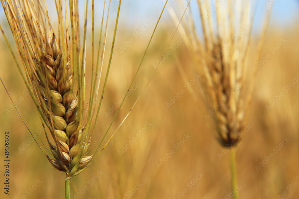 Golden Ears On The Summer Field Before Harvest Golden Ears On The Summer Field Before Harvest