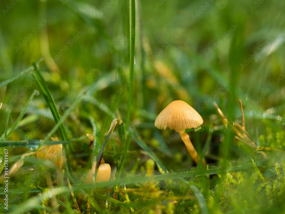 Little Toadstool Mushroom nestled in the grass of a medow Little Toadstool Mushroom nestled in the grass of a medow