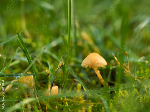Little Toadstool Mushroom nestled in the grass of a medow