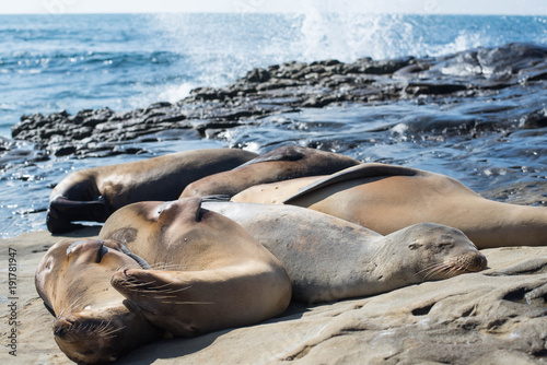 Sea lions sleeping on the rock with sea background.
