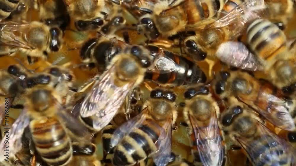 Queen bee does not lay eggs correctly.
Instead of laying egg in a honeycomb, queen bee places it in a different place.
Queen bee does not lay eggs correctly.
Instead of laying egg in a honeycomb, queen bee places it in a different place.