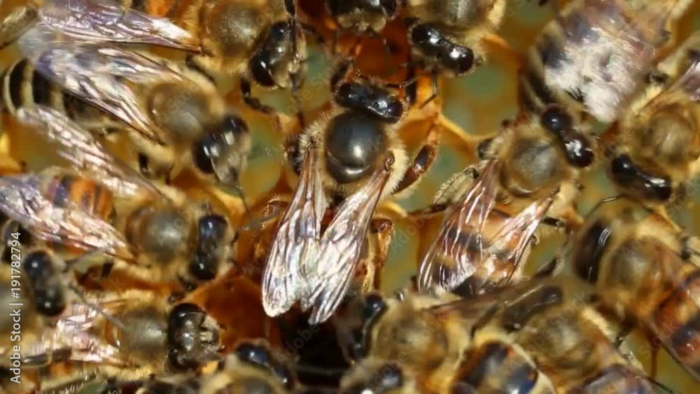 Life and reproduction of bees.
Queen bee lays eggs in the honeycomb.
Life and reproduction of bees.
Queen bee lays eggs in the honeycomb.