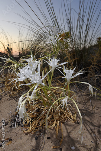 Fototapeta Naklejka Na Ścianę i Meble -  Dünen-Trichternarzisse (Pancratium maritimum) - sea daffodil