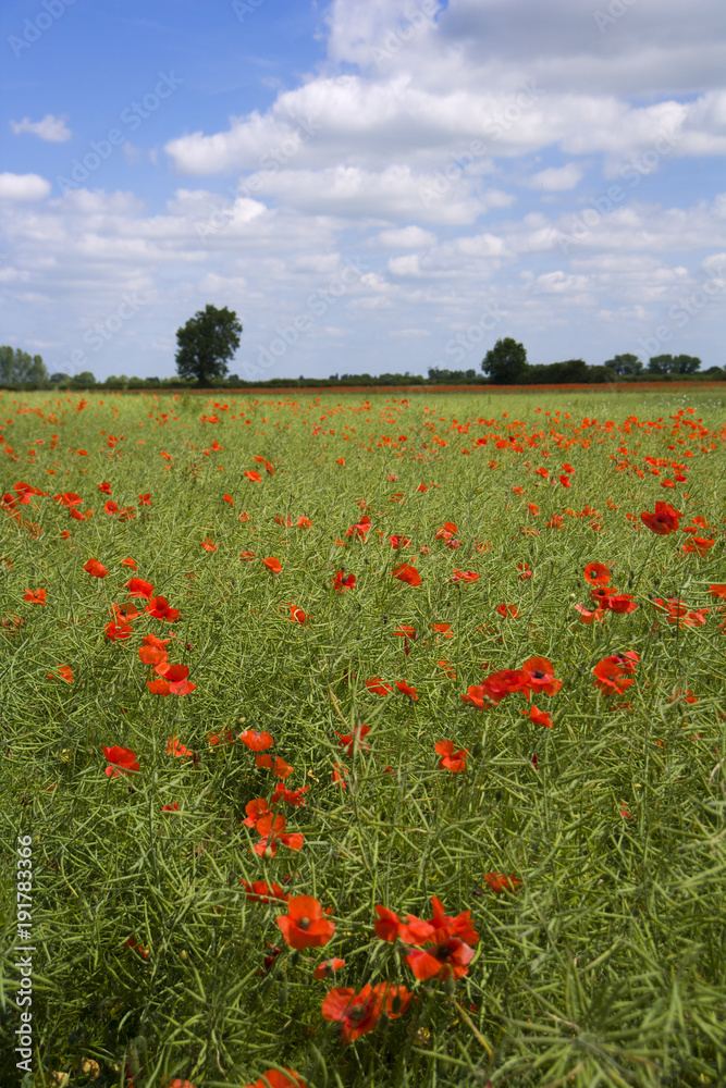 Vibrant summer poppy in field in The Cotswolds near Lechlade, Gloucestershire, UK