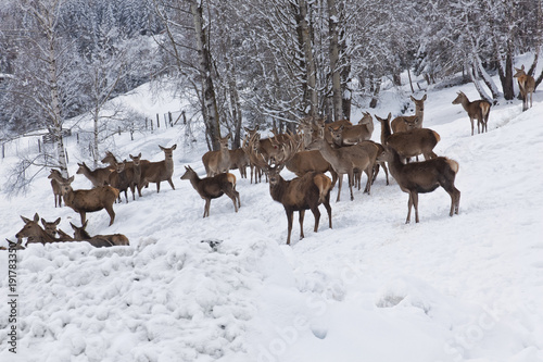 Rotwild bei der Winterf  tterung