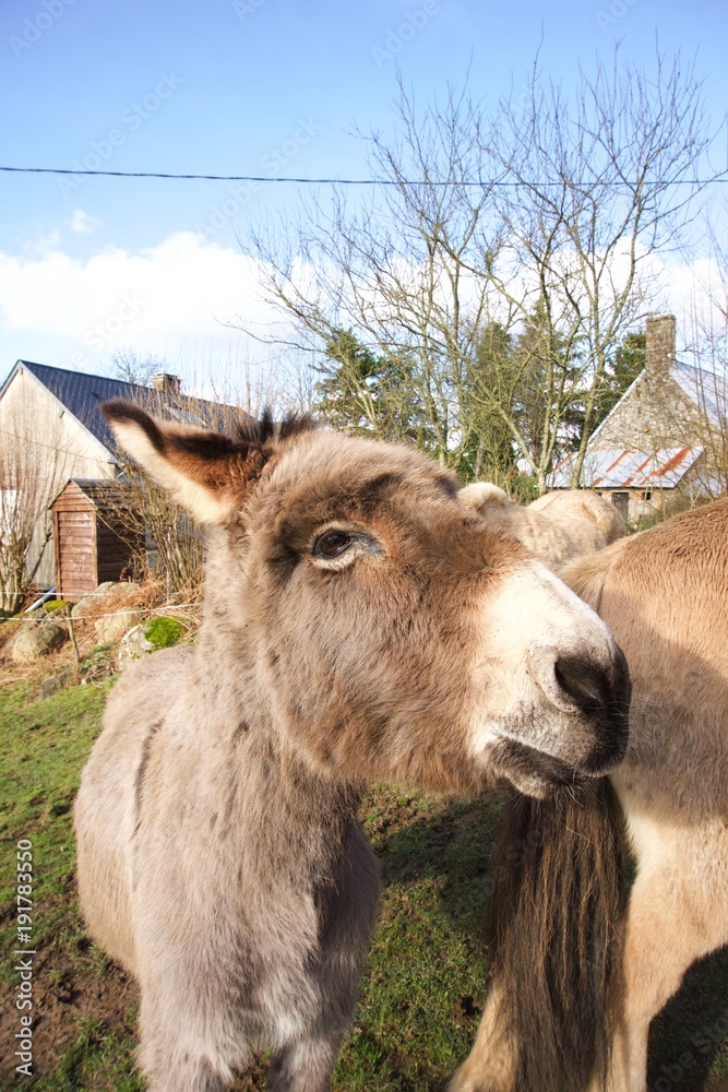 Obraz premium Donkey-close-to-pony