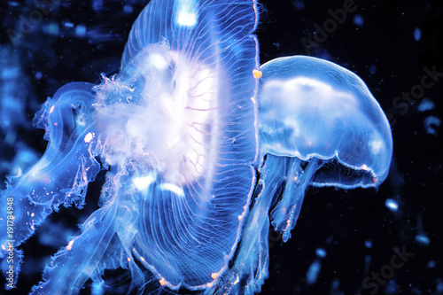 Jellyfish background